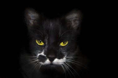 siyah kedi