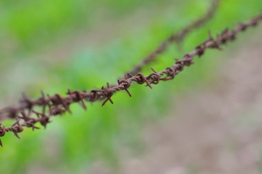 Champ de maïs à la récolte