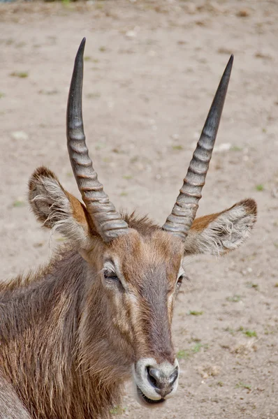 stock image COBO (Kobus ellipsiprymnus)