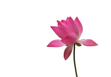 İzole edilmiş pembe nilüfer çiçeği veya kırpma yolları olan nilüfer çiçeği..