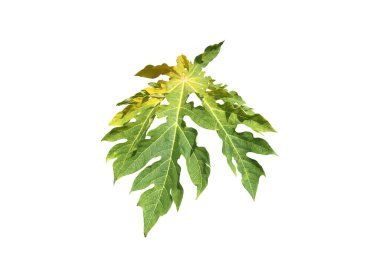 Kesme yolları olan izole papaya bitkisi.