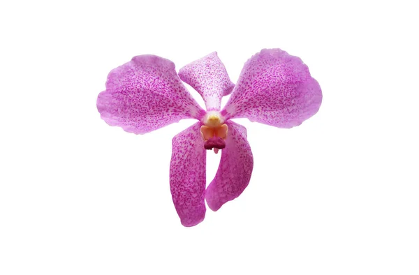 Vanda Isolé Fleur Orchidée Hybird Avec Des Chemins Coupe — Photo