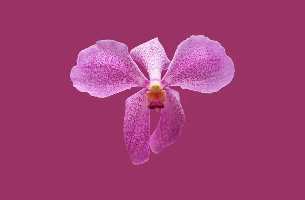 Μεμονωμένη Vanda Hybird Ορχιδέα Λουλούδι Μονοπάτια Απόληξης — Φωτογραφία Αρχείου