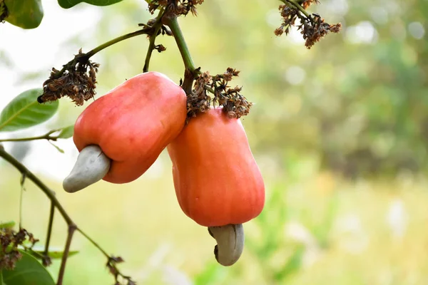 Bunch Cashew Apples Farmer Garden Soft Selective Focus Red Cashew — Stock Photo, Image