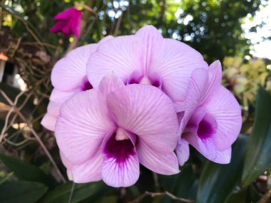 Yakın çekim vanda veya melez orkide çiçeği, güneş ışığı ve bulanık arkaplan.