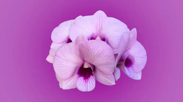 Geïsoleerde Paarse Vanda Orchidee Met Knippaden — Stockfoto