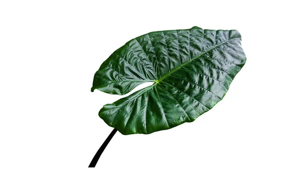 Tropical Giant Elephant Ear Leaf Isolated Green Background Clipping Paths — Fotografia de Stock
