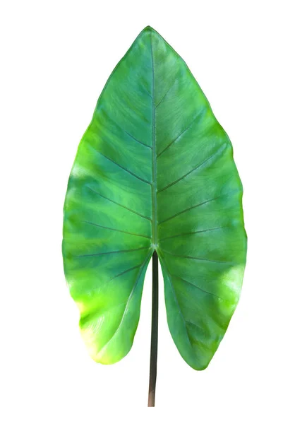 Tropische Reuzenolifant Oorblad Geïsoleerd Groene Achtergrond Met Clipping Paden — Stockfoto