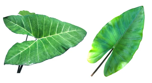 Tropical Giant Elephant Ear Leaf Isolated Green Background Clipping Paths — Foto Stock