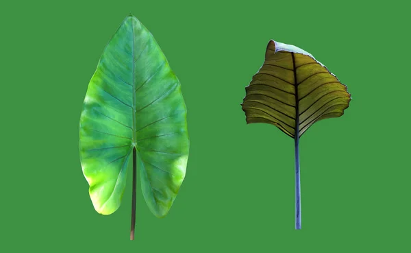 Tropische Reuzenolifant Oorblad Geïsoleerd Groene Achtergrond Met Clipping Paden — Stockfoto
