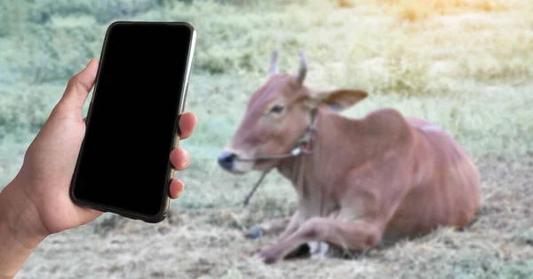 Teléfono Móvil Pantalla Táctil Blanco Con Fondo Vaca Doméstica Borrosa — Foto de Stock