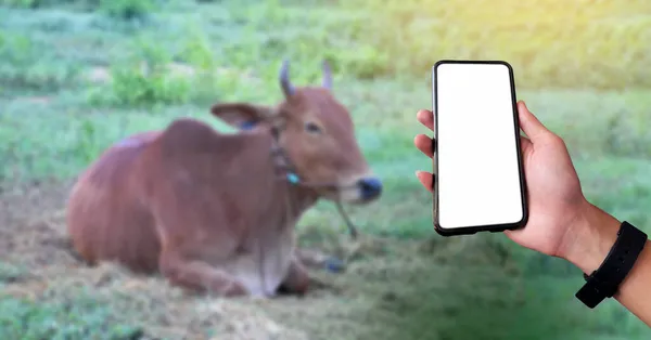 Telefone Celular Touchscreen Branco Mão Com Fundo Vaca Doméstica Borrada — Fotografia de Stock