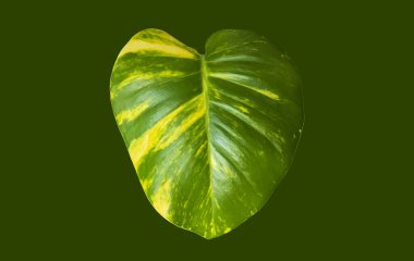 Kesme yolları olan izole epipremnum aureum yaprağı.