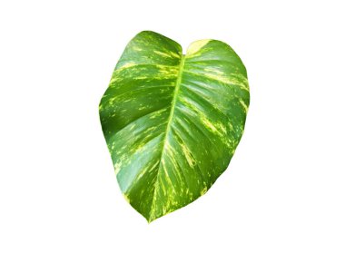 Kesme yolları olan izole epipremnum aureum yaprağı.