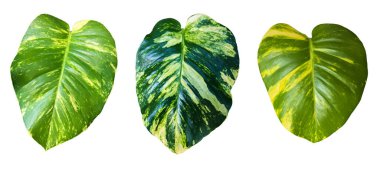 Kesme yolları olan izole epipremnum aureum yaprağı.