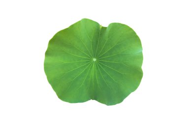 Kesme yolları olan ıssız bir su zambağı bitkisi..