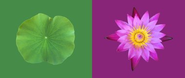 Kesme yolları olan ıssız bir su zambağı bitkisi..