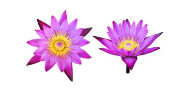 Isolated purple, violet waterlily or lotus flower with clipping paths.