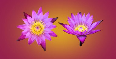 Isolated purple, violet waterlily or lotus flower with clipping paths.