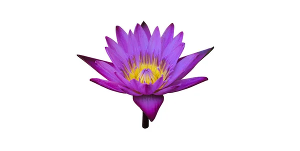 Isolated Purple Violet Waterlily Lotus Flower Clipping Paths — Fotografia de Stock