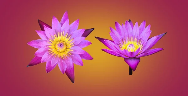Isolated Purple Violet Waterlily Lotus Flower Clipping Paths — Fotografia de Stock