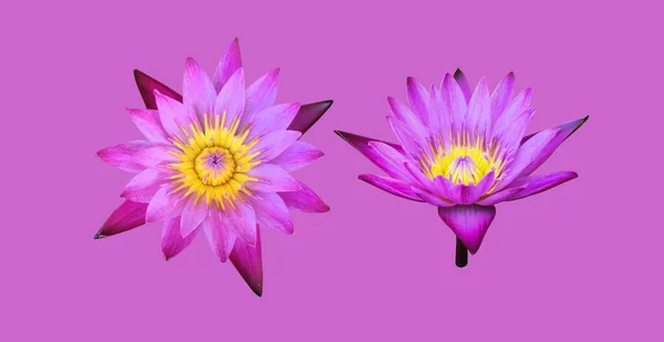 Isolated Purple Violet Waterlily Lotus Flower Clipping Paths — Fotografia de Stock