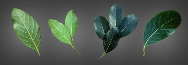 Isolated Green Leaf Jackfruit Clipping Paths — Stock Photo, Image
