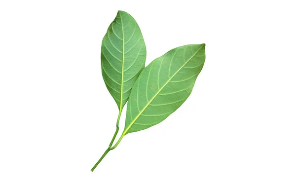 Isolated Green Leaf Jackfruit Clipping Paths — Stock Photo, Image