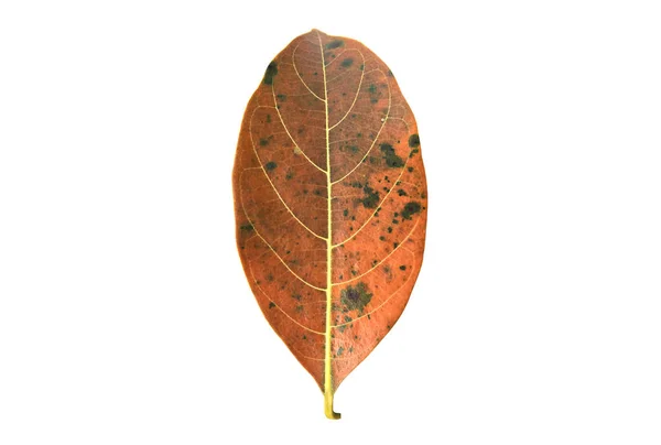 Izolované Shnilé Zvadlé Listy Jackfruit Které Mají Povrchu Plíseň Zastřihovacími — Stock fotografie