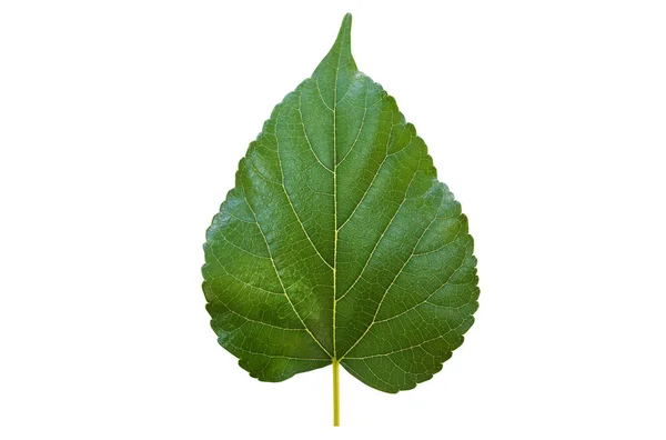 Isolated Front Back Mulberry Leaf Clipping Paths — Stock Photo, Image