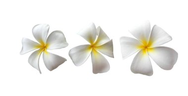 Isolated white plumeria flower with clipping paths.