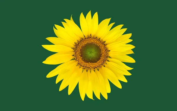 Isolated Southeast Asian Sunflower Clipping Paths — Stock Photo, Image