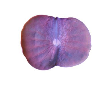 Kesme yolları olan genç bir nilüfer yaprağını izole ettim..