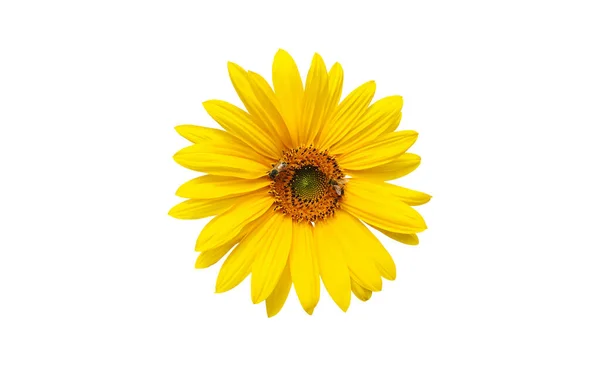 Isolated Single Sunflower Clipping Paths — Stock Photo, Image