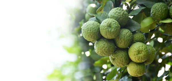 Citrus Hystrix Kaffir Lime Makrut Lime Hanging Its Branches Tree — Stock Photo, Image
