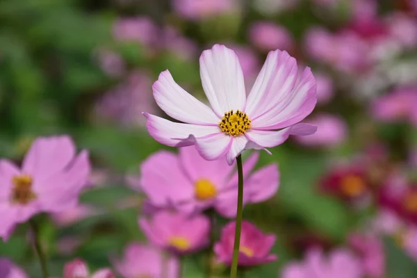 Vue Rapprochée Fleur Rose Cosmos Dans Jardin Été Photo Haute — Photo