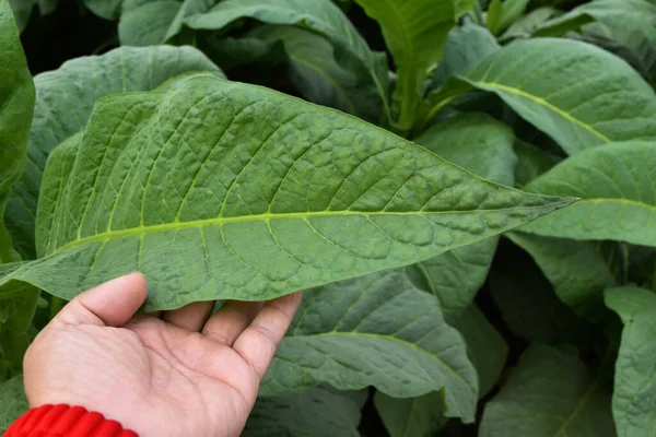 収穫前にタバコの葉の品質を確認しながら 農家の所有者の手に若いタバコの葉 葉に柔らかく選択的な焦点 — ストック写真