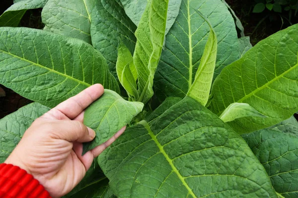 収穫前にタバコの葉の品質を確認しながら 農家の所有者の手に若いタバコの葉 葉に柔らかく選択的な焦点 — ストック写真