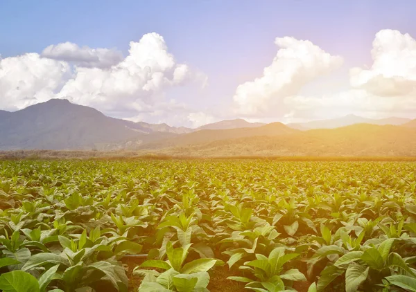 tobacco plants in tobacco field, natural blurred backgroud. soft and selective focus.