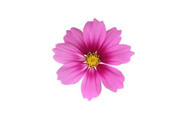 Kesme yolları olan izole pembe kozmos çiçeği.