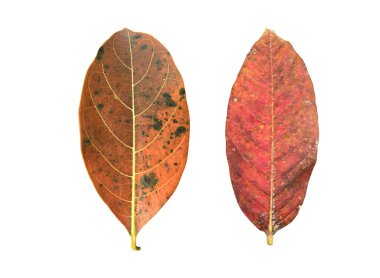 İzole kraliçenin çatırtısı mersin ağacından eski ve kesik yollu yaprak..