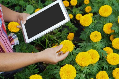 Asyalı kadife çiçeği bahçıvanı bitkilerin büyüyen ve kalitesindeki verileri taplet, yumuşak ve seçici odak noktası olan günlük yaşam konseptindeki teknolojisiyle kontrol ediyor ve depoluyor..