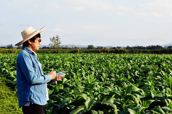 Aziatische Tuinbouwgeneticus Werkt Lokale Tabakskwekerij Middags Gegevens Slaan Aanplant Cultivar — Stockfoto