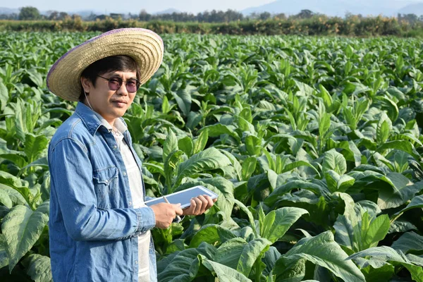 Genetista Horticultura Asiática Está Trabajando Granja Local Tabaco Para Almacenar — Foto de Stock