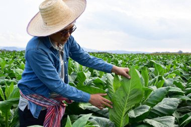 Asyalı bahçıvanlık genetikçisi yerel tütün çiftliği üzerinde çalışıyor. Öğleden sonra tarım, tarım gelişimi ve bitki hastalıklarının verilerini depolamak için. Yumuşak ve seçici odaklı..
