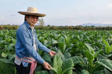 Asyalı bahçıvanlık genetikçisi yerel tütün çiftliği üzerinde çalışıyor. Öğleden sonra tarım, tarım gelişimi ve bitki hastalıklarının verilerini depolamak için. Yumuşak ve seçici odaklı..