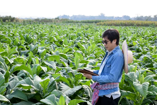 Aziatische Tuinbouwgeneticus Werkt Lokale Tabakskwekerij Middags Gegevens Slaan Aanplant Cultivar — Stockfoto