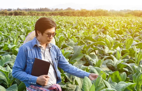 Asian Horticulture Geneticist Working Local Tobacco Farm Store Data Planting — Stock Photo, Image