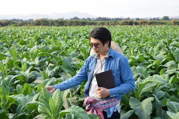 Aziatische Tuinbouwgeneticus Werkt Lokale Tabakskwekerij Middags Gegevens Slaan Aanplant Cultivar — Stockfoto