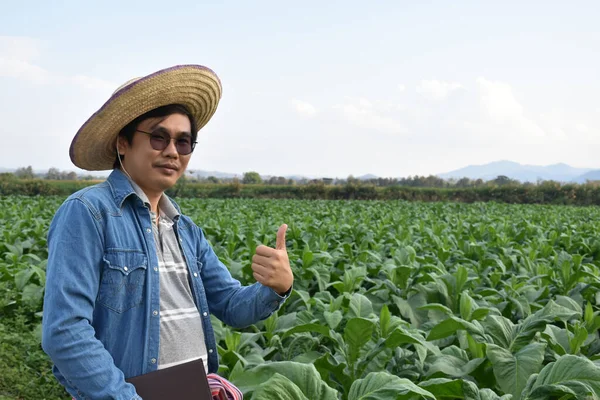 Aziatische Tuinbouwgeneticus Werkt Lokale Tabakskwekerij Middags Gegevens Slaan Aanplant Cultivar — Stockfoto